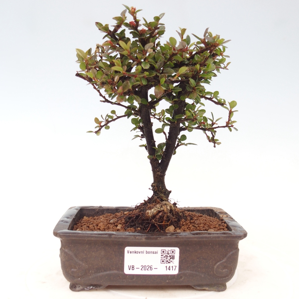 Bonsaï d'extérieur - Cotoneaster horizontalis - Rocky Mountain