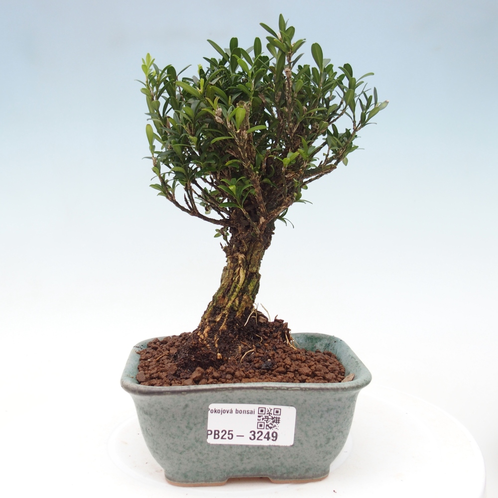 Bonsaï de chambre - Buxus harlandii - buxus liège