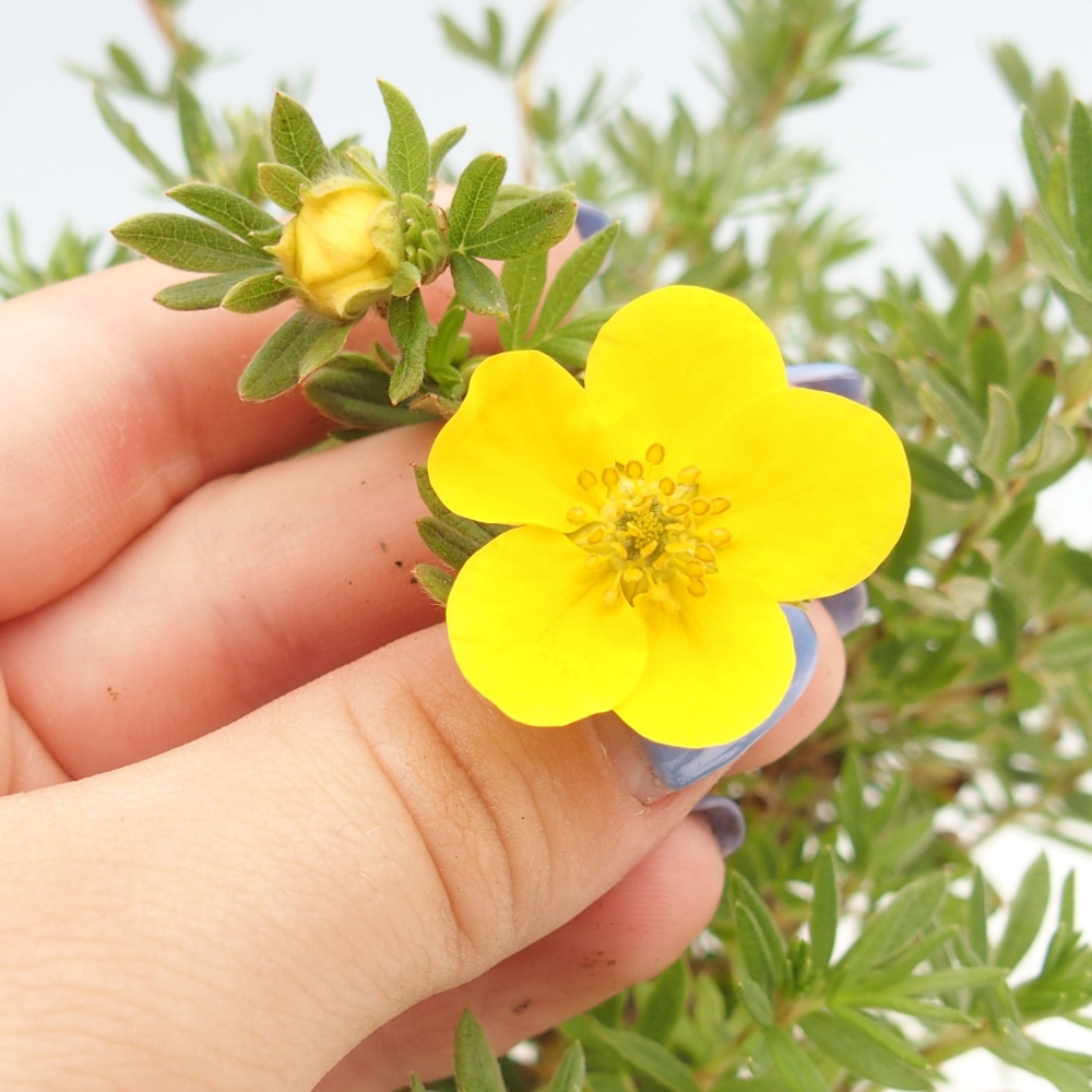 Bonsaï d'extérieur - Potentila fruticosa yellow Bird