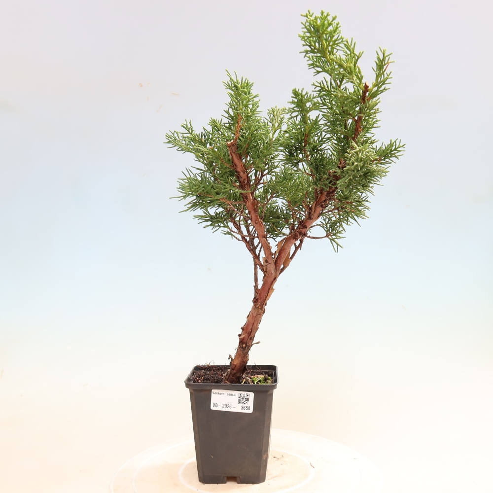 Bonsaï d'extérieur - Juniperus chinensis Kishu