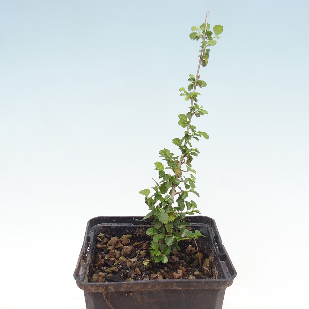 Bonsaï de chambre - Grewia sp. - Grewia à petites feuilles en conteneur