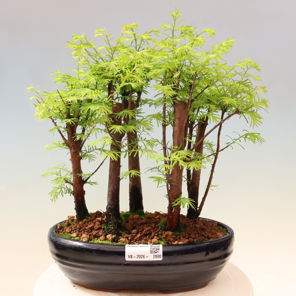 Bonsaï d'extérieur - Metasequoia glyptostroboides - Métaséquoia de Chine - petit bosquet