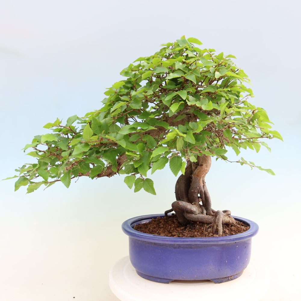 Bonsaï d'extérieur -Carpinus Coreana - Charme de Corée