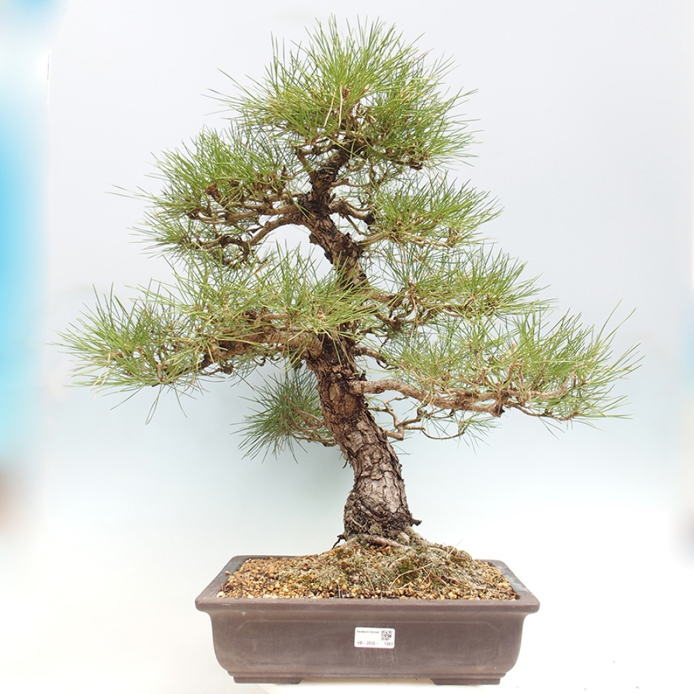 Bonsaï d'extérieur - Pinus thunbergii - Pin de Thunberg