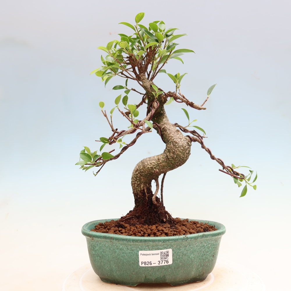 Salle bonsaï - Ficus kimmen - ficus à petites feuilles