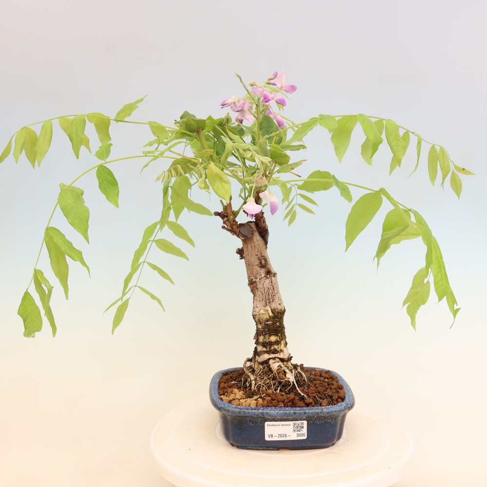 Bonsaï d'extérieur - Wisteria floribunda
