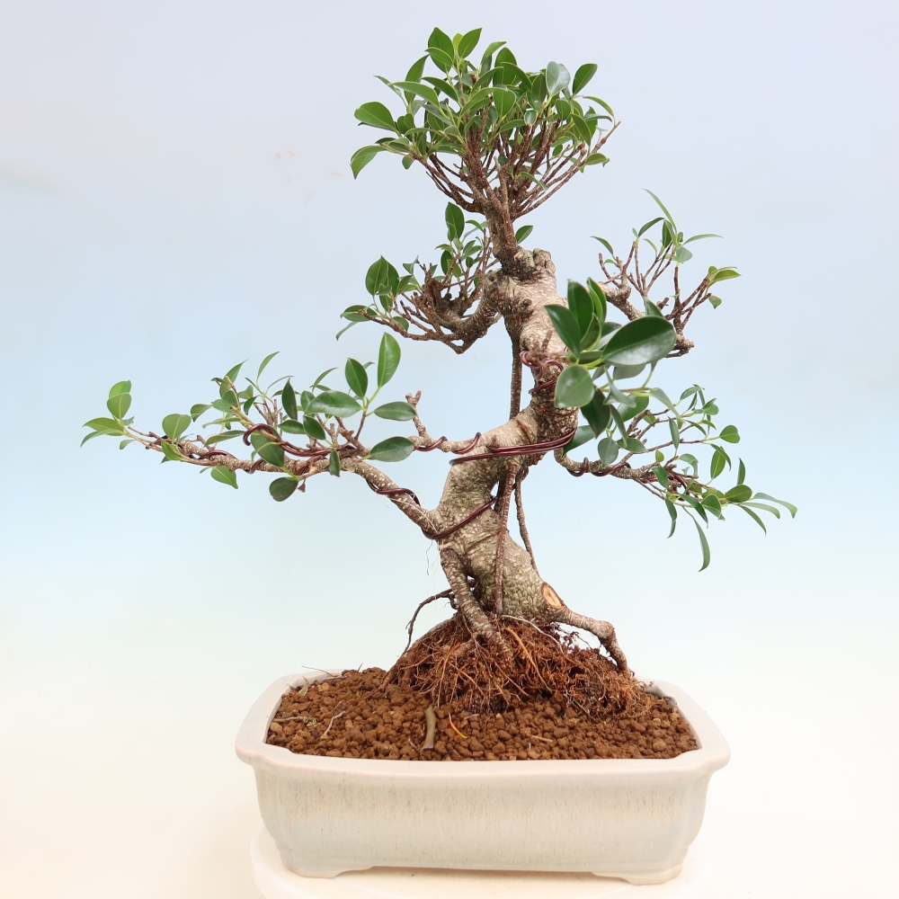 Salle bonsaï - Ficus kimmen - ficus à petites feuilles