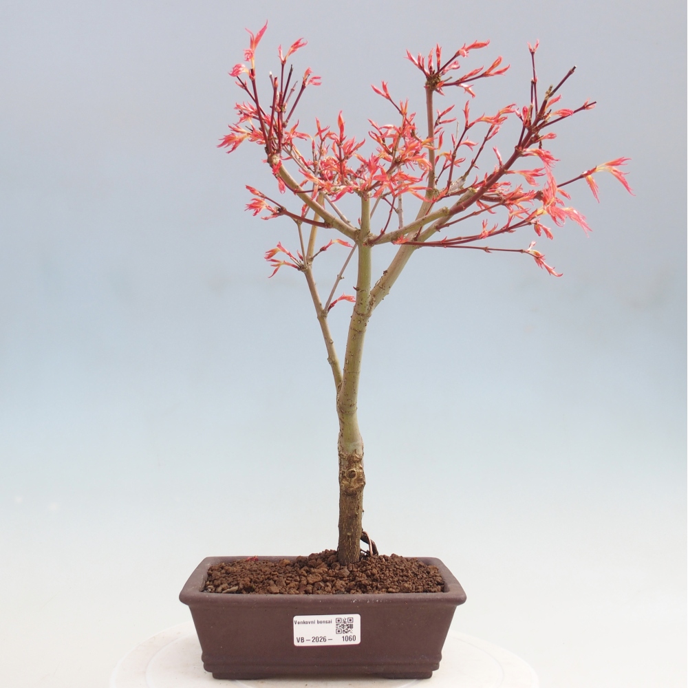 Érable de Norvège - Acer palmatum Beni Tsukasa