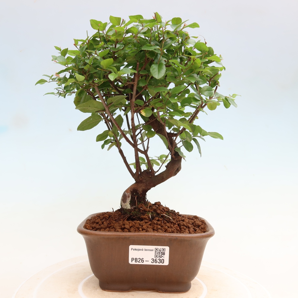 Bonsaï de chambre - Sageretia thea - Sageretia thea