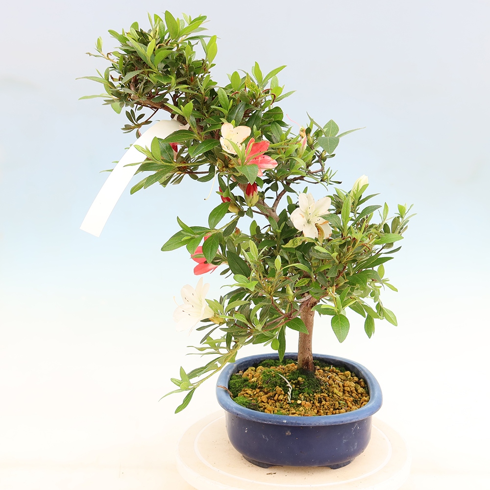 Bonsaï d'extérieur - Azalée japonaise - Azalea Senhime