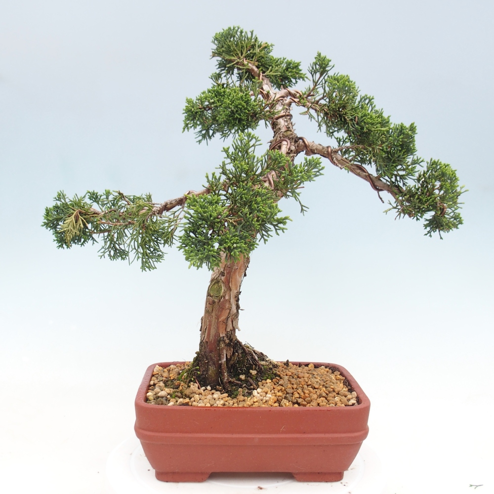 Bonsaï d'extérieur - Juniperus chinensis Kishu