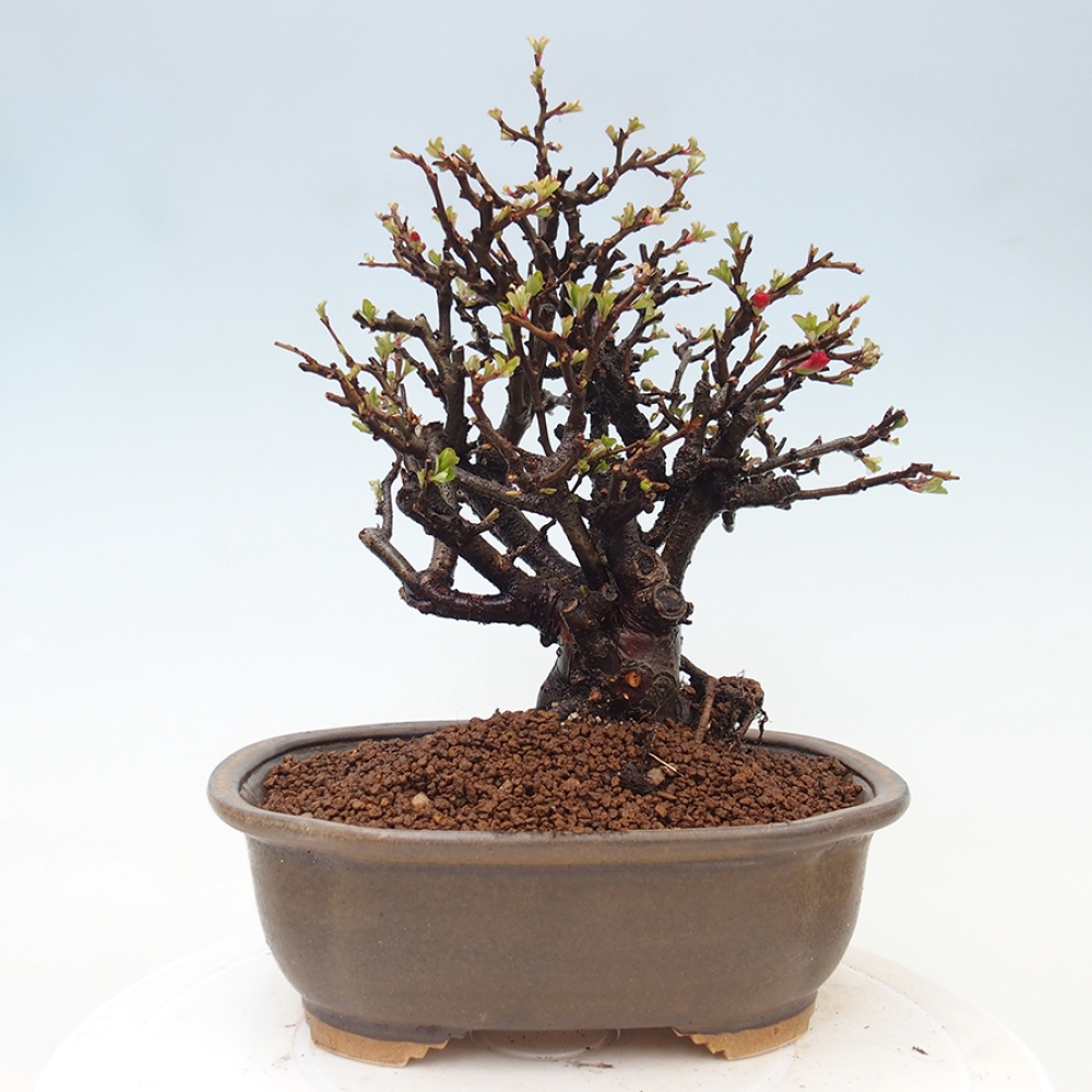 Bonsaï d'extérieur - Chaneomeles speciosa - Coing