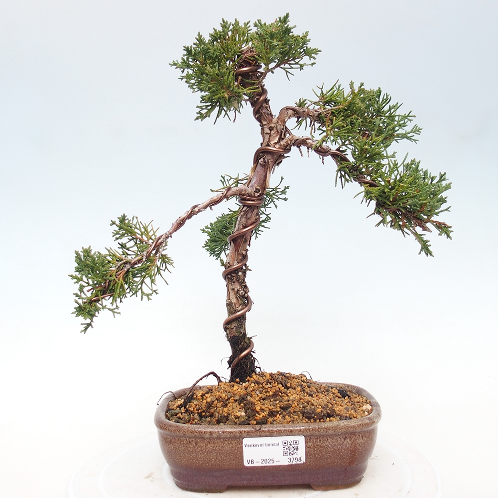 Bonsaï d'extérieur - Juniperus chinensis Kishu