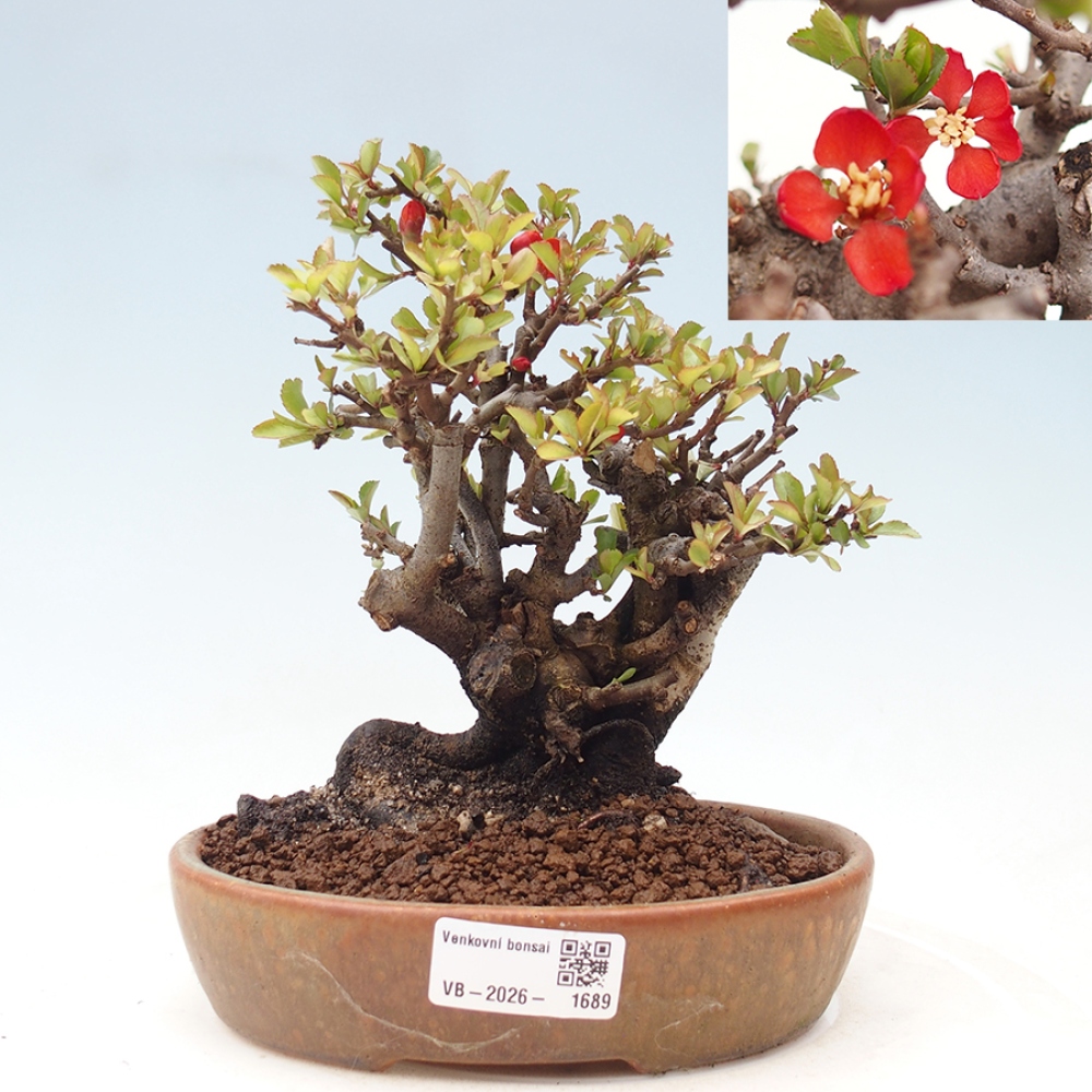 Bonsaï d'extérieur - Chaneomeles speciosa - Coing