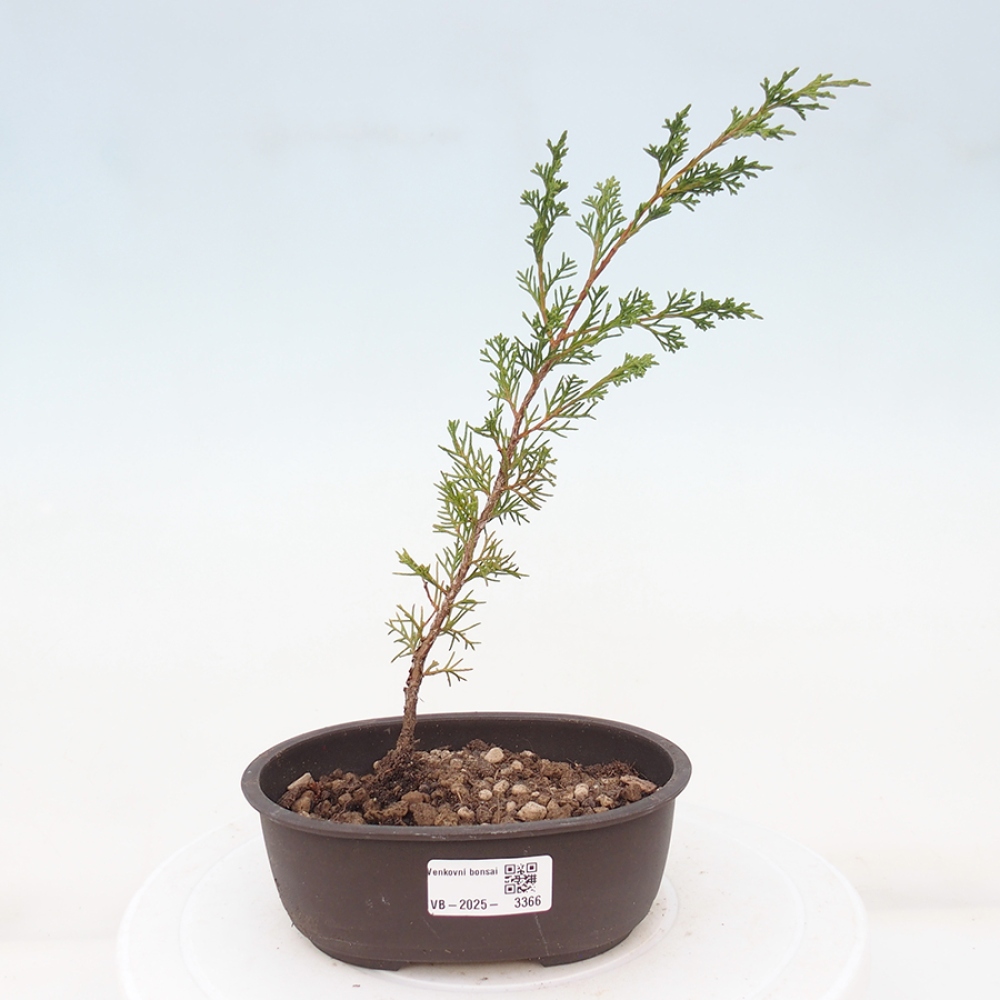 Bonsaï d'extérieur - Juniperus chinensis Itoigawa