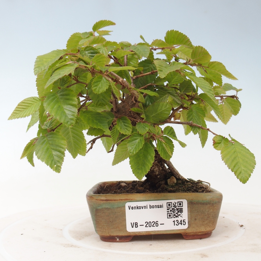 Bonsaï d'extérieur -Carpinus CARPINOIDES - Charme de Corée