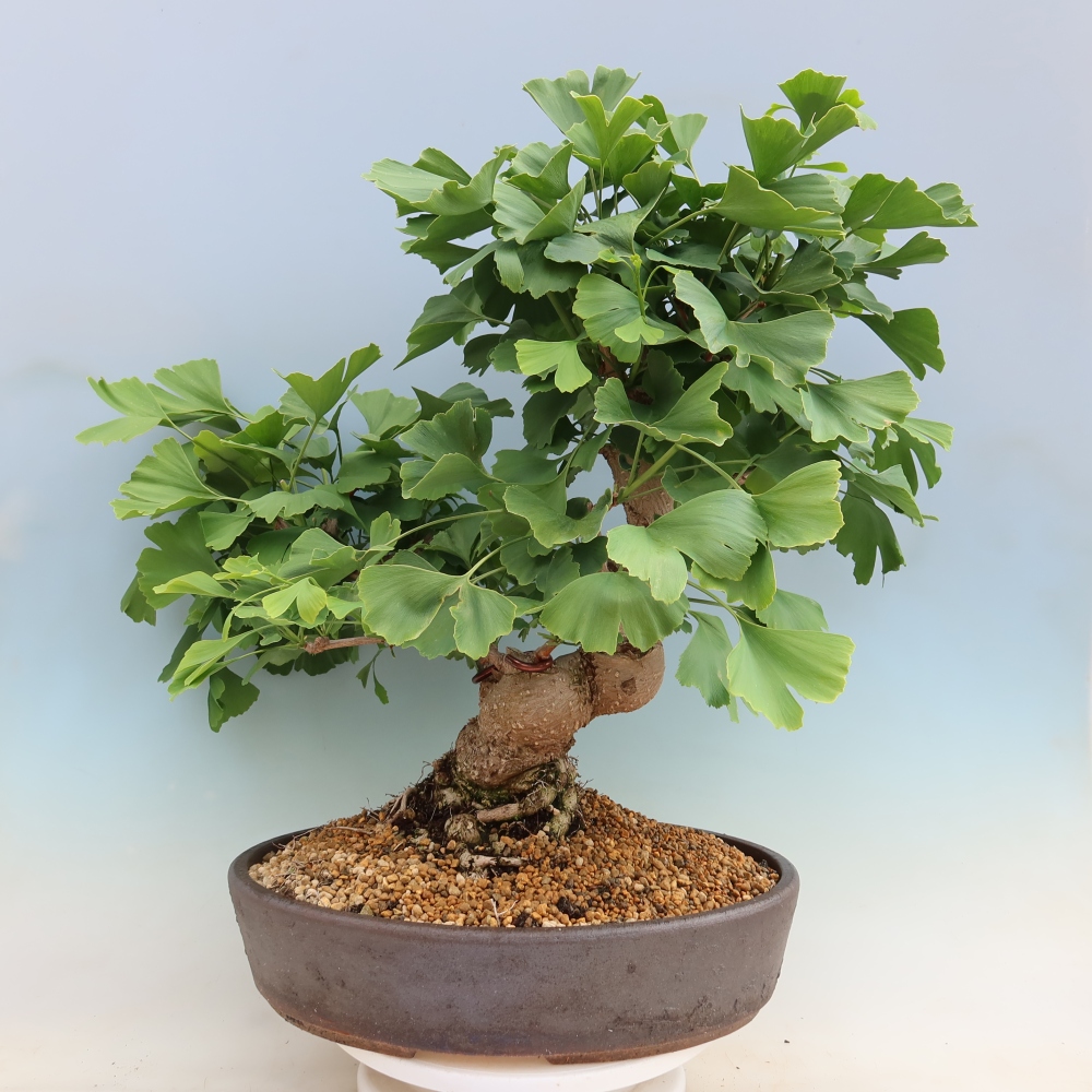 Bonsaïs d'extérieur - Ginkgo biloba - Ginkgo biloba