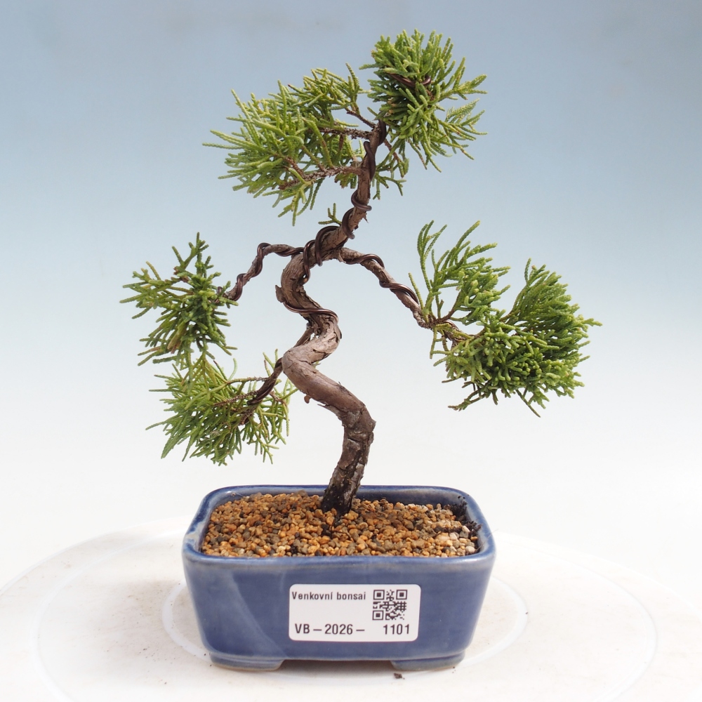 Bonsaï d'extérieur - Juniperus chinensis Kishu