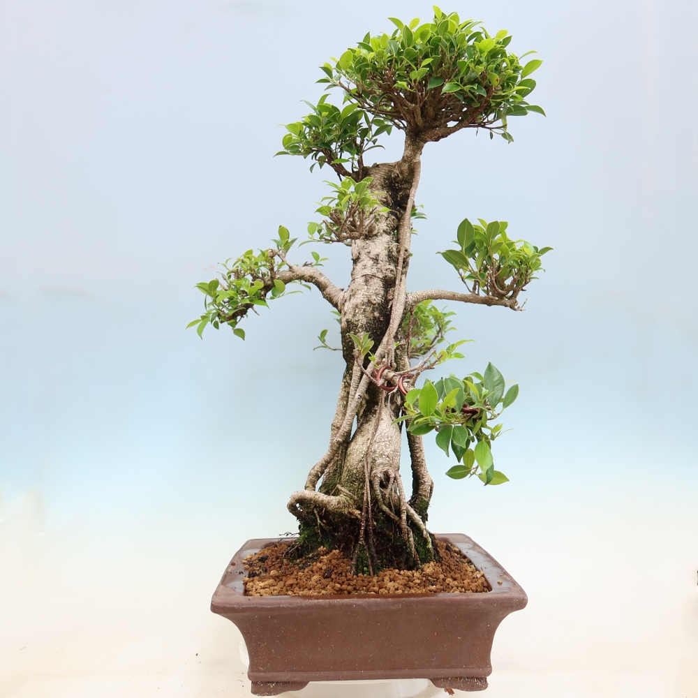 Salle bonsaï - Ficus kimmen - ficus à petites feuilles
