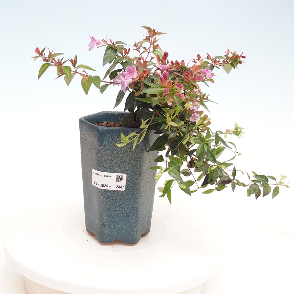 Bonsaï d'extérieur - Abelia Grandiflora - Abelia grandiflora