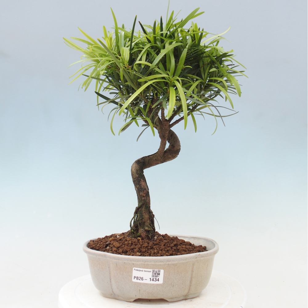 Salle bonsaï - Podocarpus - If en pierre