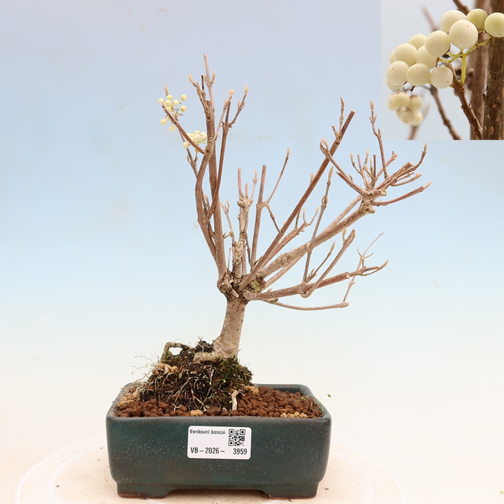 Bonsaï d'extérieur -  Callicarpa bodinieri Snowqueen - Callicarpa