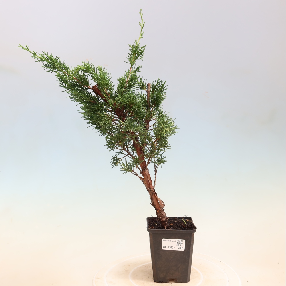 Bonsaï d'extérieur - Juniperus chinensis Kishu
