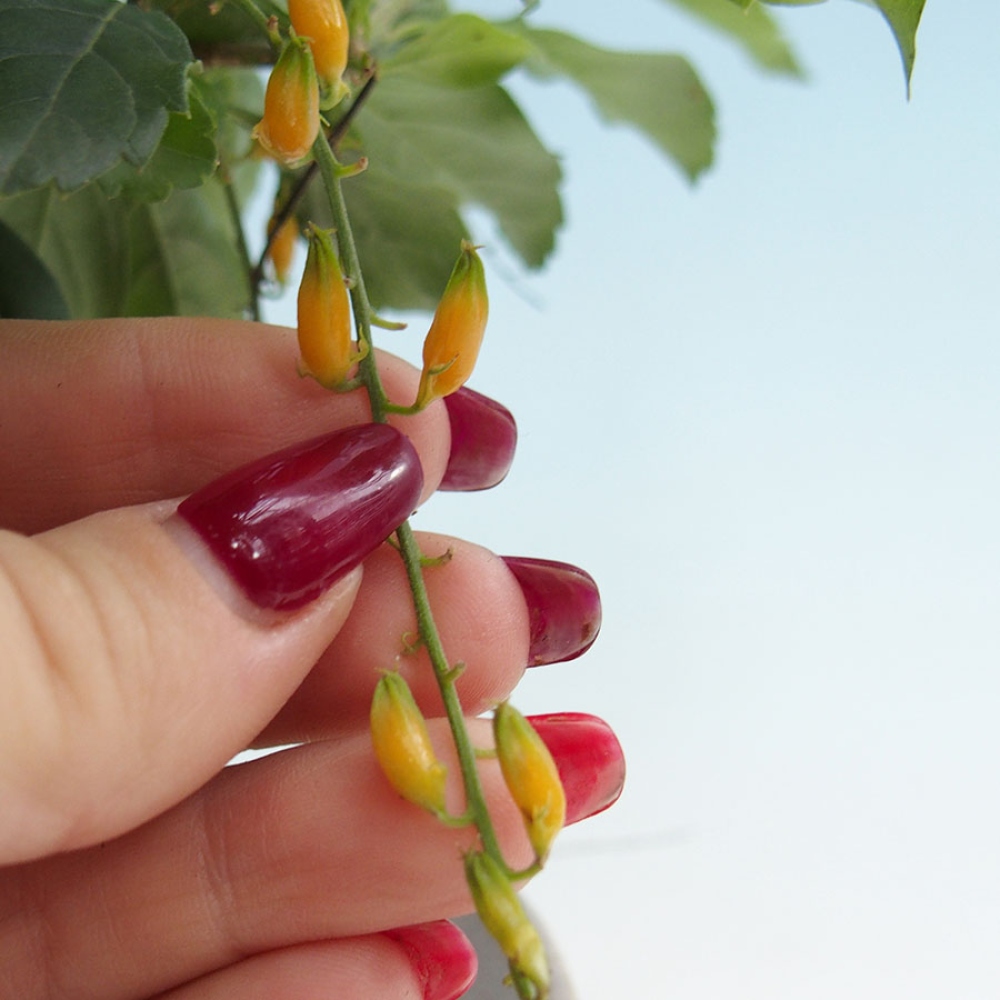 Bonsaï de chambre - Duranta repens -Duranta