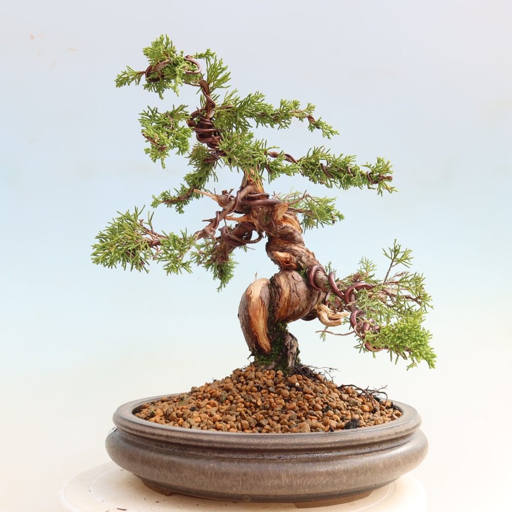 Bonsaï d'extérieur - Juniperus chinensis Itoigawa-Juniperus chinensis