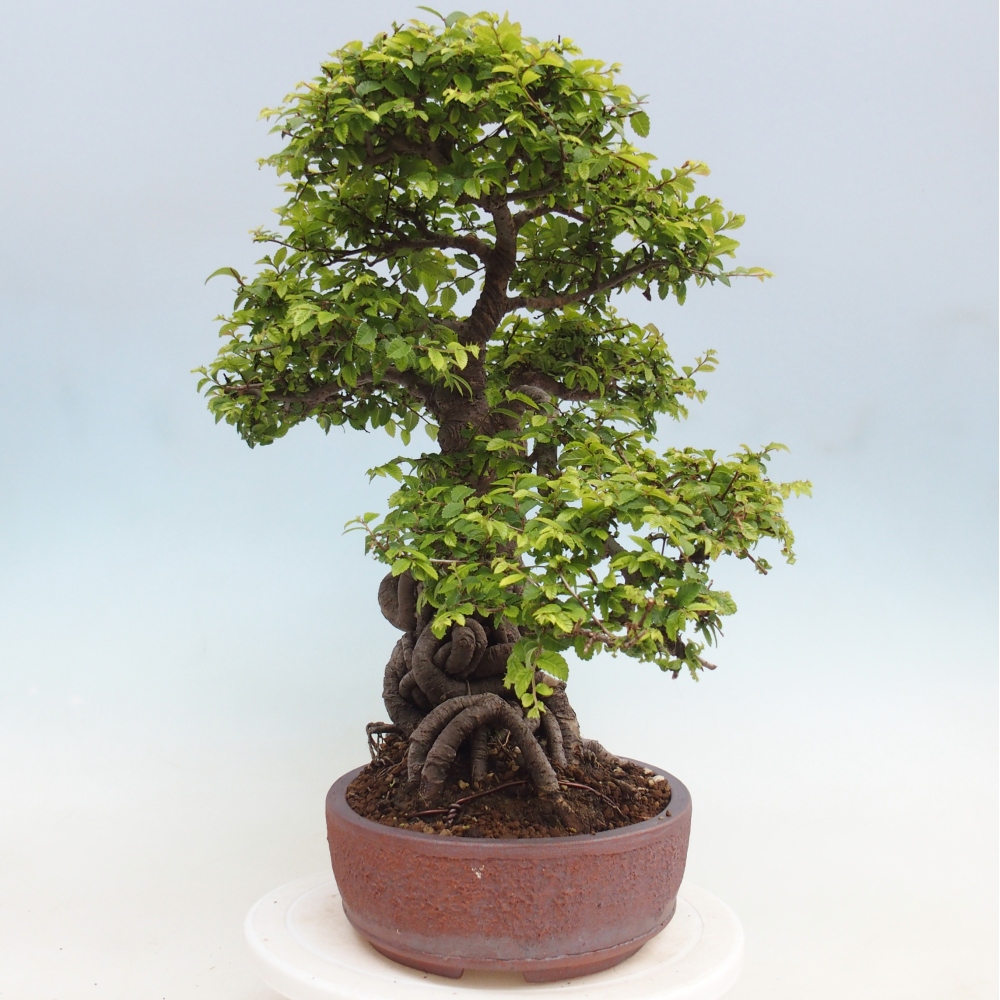Bonsaï d'extérieur - Ulmus parvifolia Hokkaido - Orme de Chine