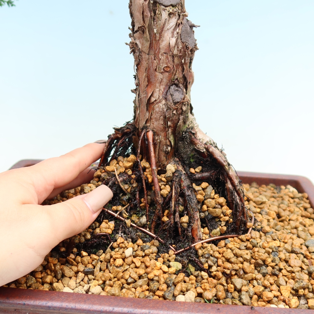 Bonsaï d'extérieur - Juniperus chinensis Kishu