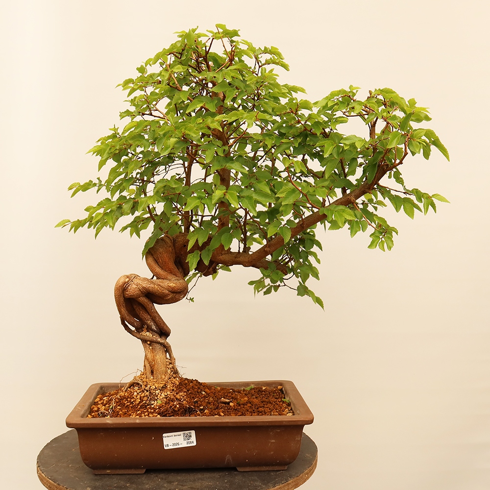 Bonsaï d'extérieur -Carpinus Coreana - Charme de Corée
