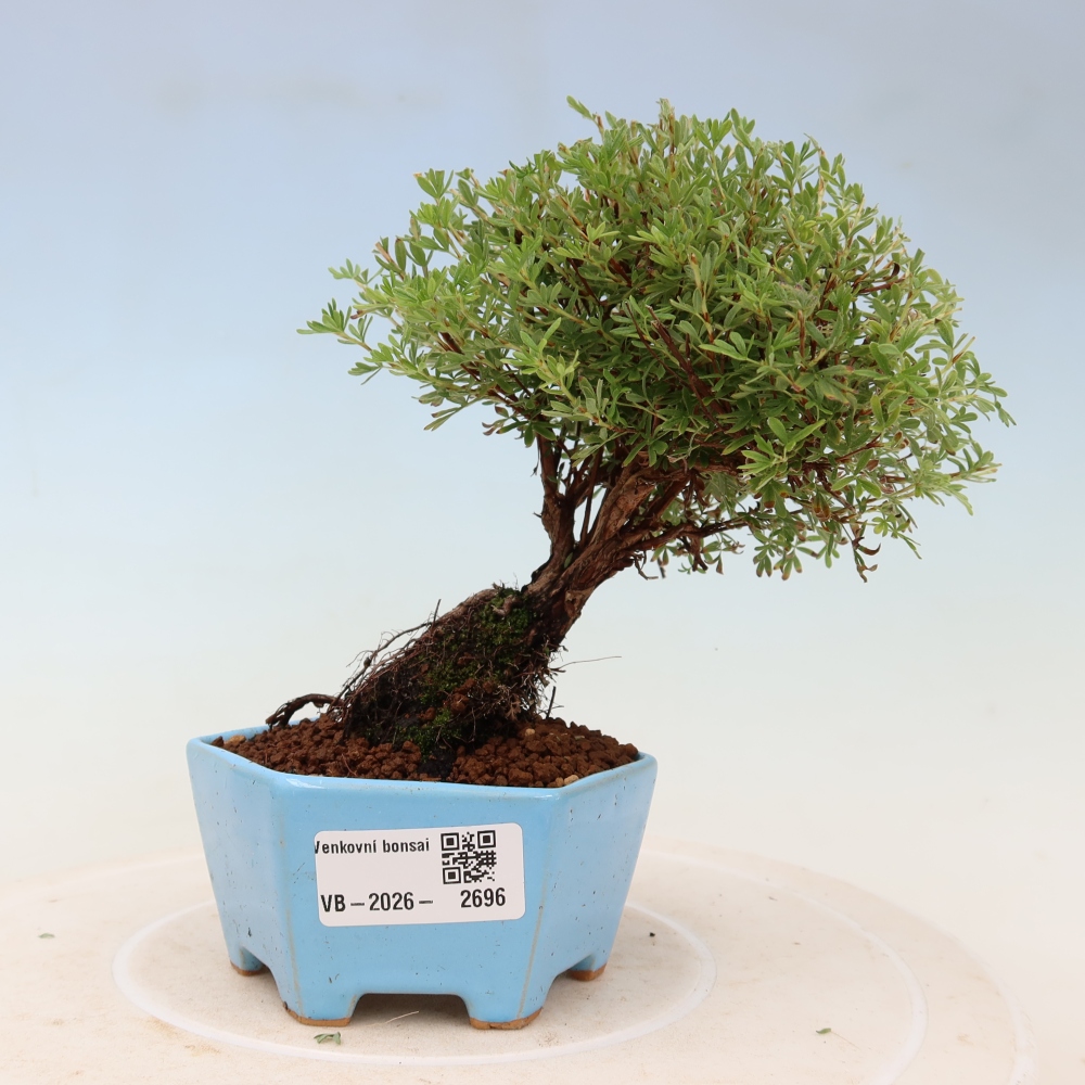 Bonsaï d'extérieur - Potentille arbustive - Potentilla fruticosa Goldkissen