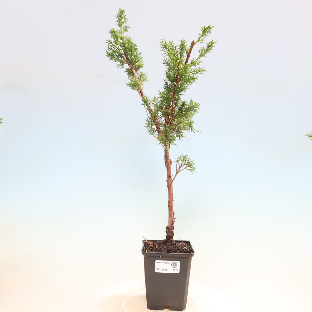 Bonsaï d'extérieur - Juniperus chinensis Kishu
