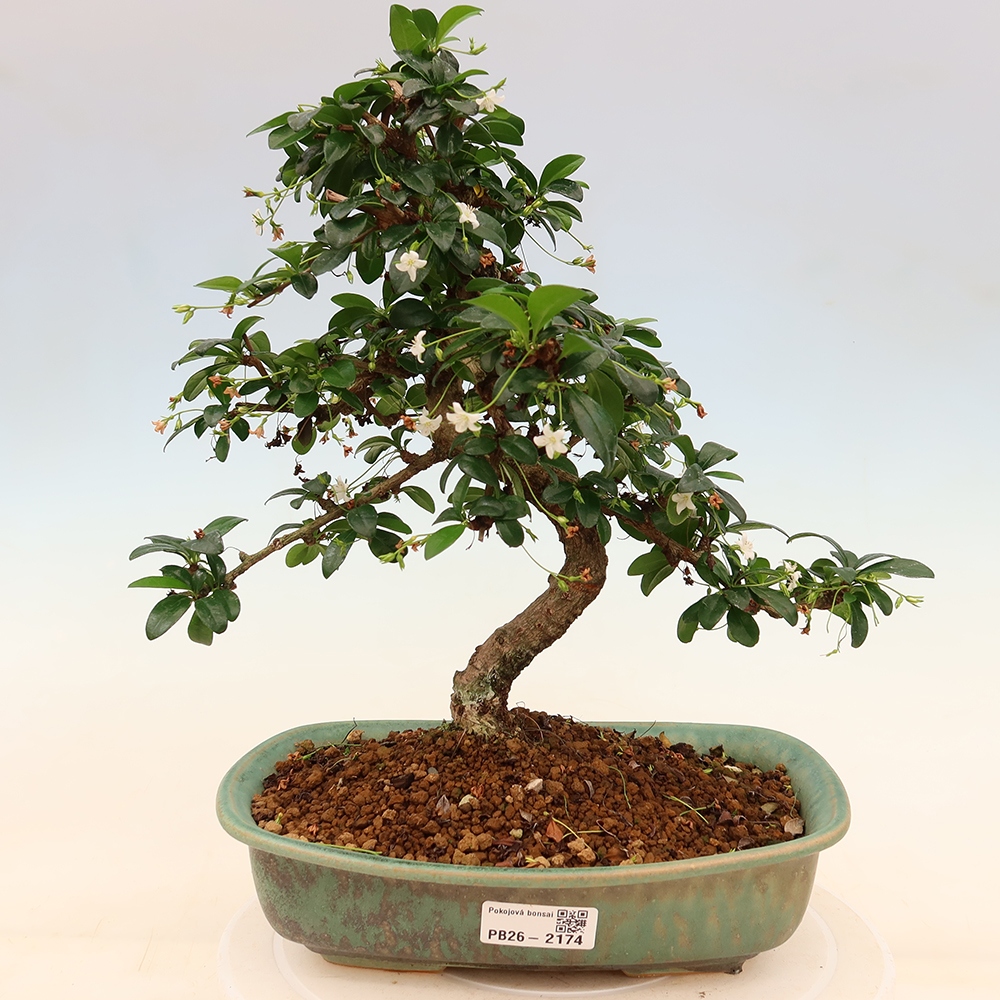 Bonsaï de chambre - Carmona macrophylla - Tea fuki