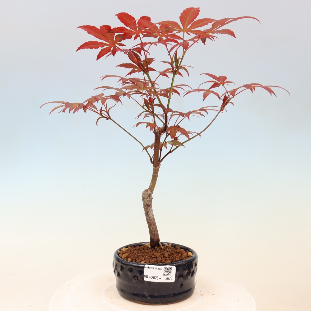 Bonsaï d'extérieur - Acer palm. Atropurpureum-Javor palmate