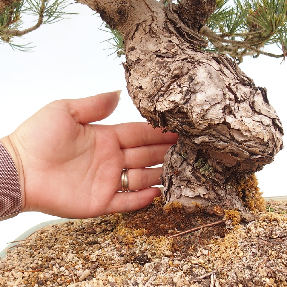 Bonsaï d'extérieur - Pinus parviflora - Pinus parviflora