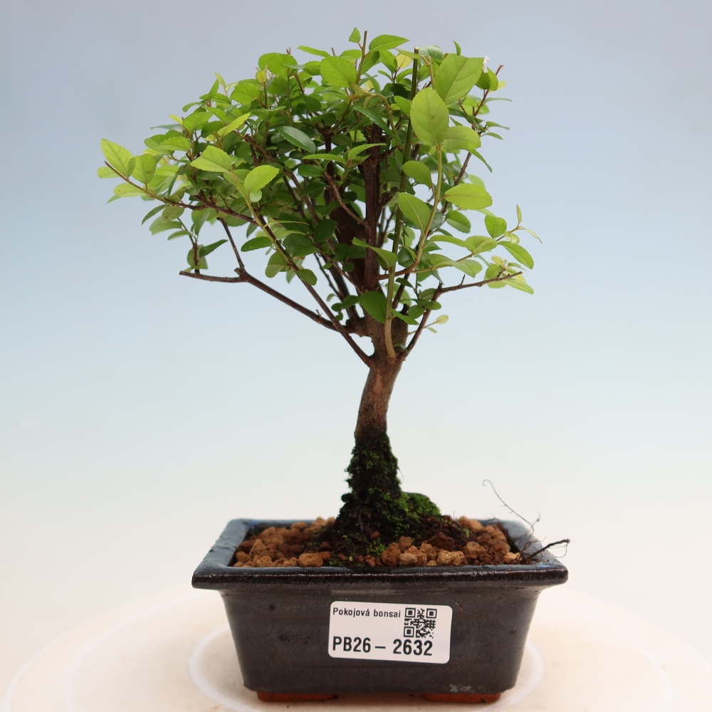 Bonsaï de chambre - Sageretia thea - Sageretia thea