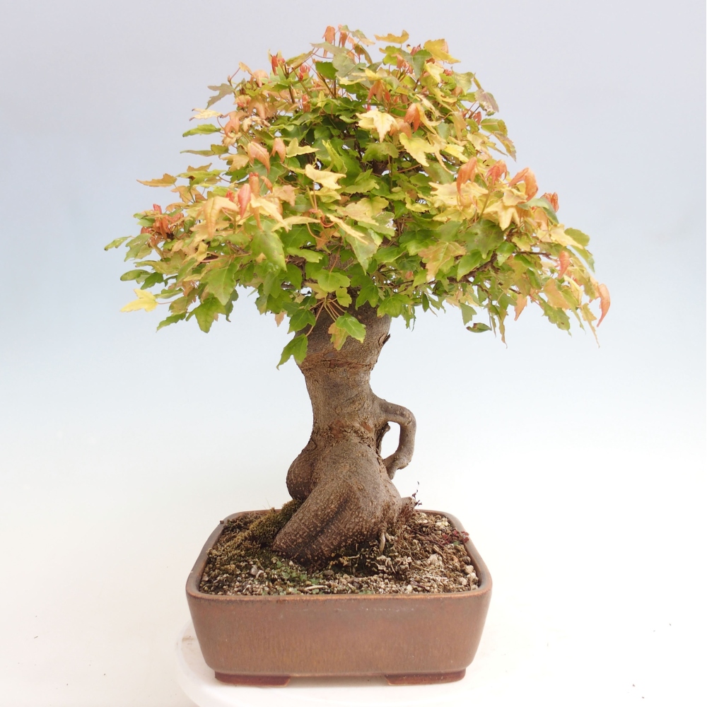 Bonsaï d'extérieur - Acer Buergerianum - Burger Maple