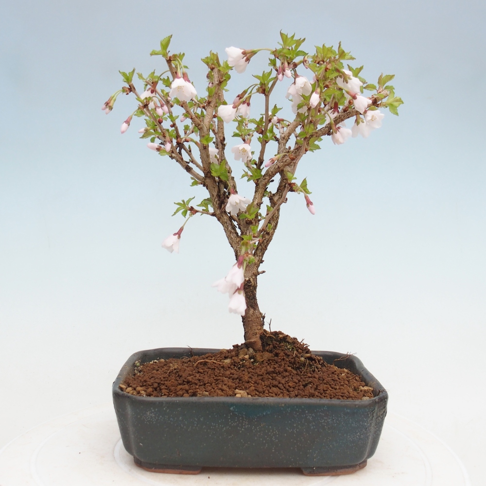 Bonsaï d'extérieur - Prunus incisa Kojou-no mai-Plivon découpé