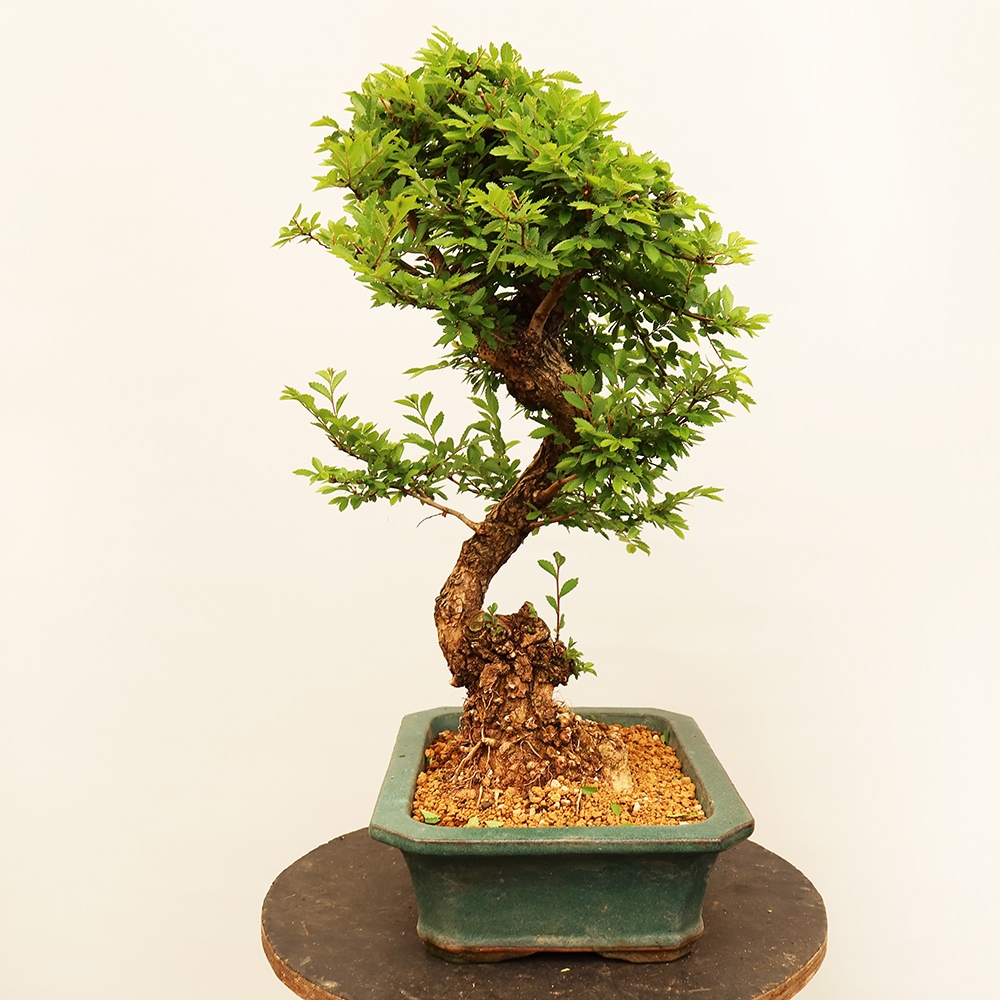 Bonsaï d'extérieur - Zelkova - Zelkova NIRE