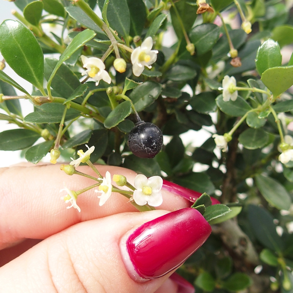 Bonsaï de chambre - Ilex crenata - Houx