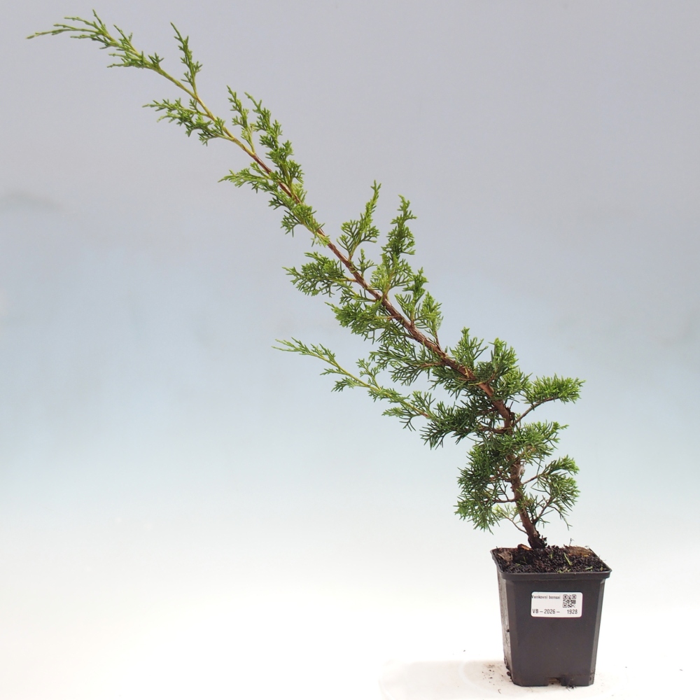 Bonsaï d'extérieur - Juniperus chinensis Itoigawa