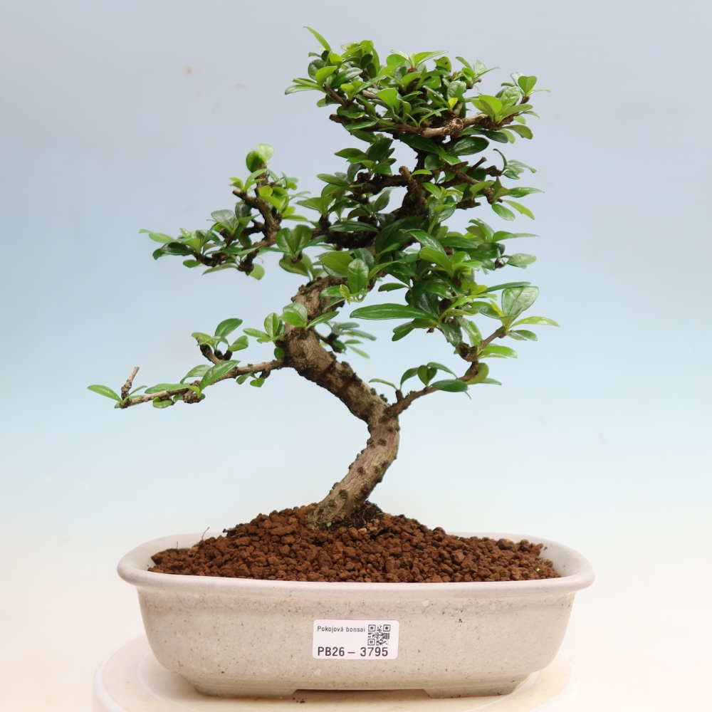 Bonsaï de chambre - Carmona macrophylla - Tea fuki