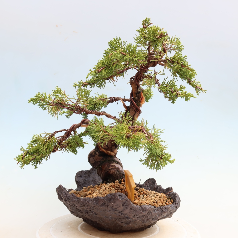 Bonsaï d'extérieur - Juniperus chinensis Itoigawa-Juniperus chinensis
