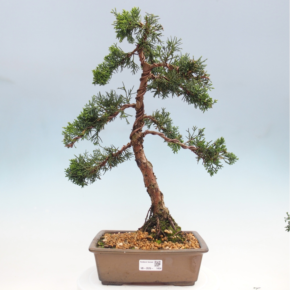 Bonsaï d'extérieur - Juniperus chinensis Kishu