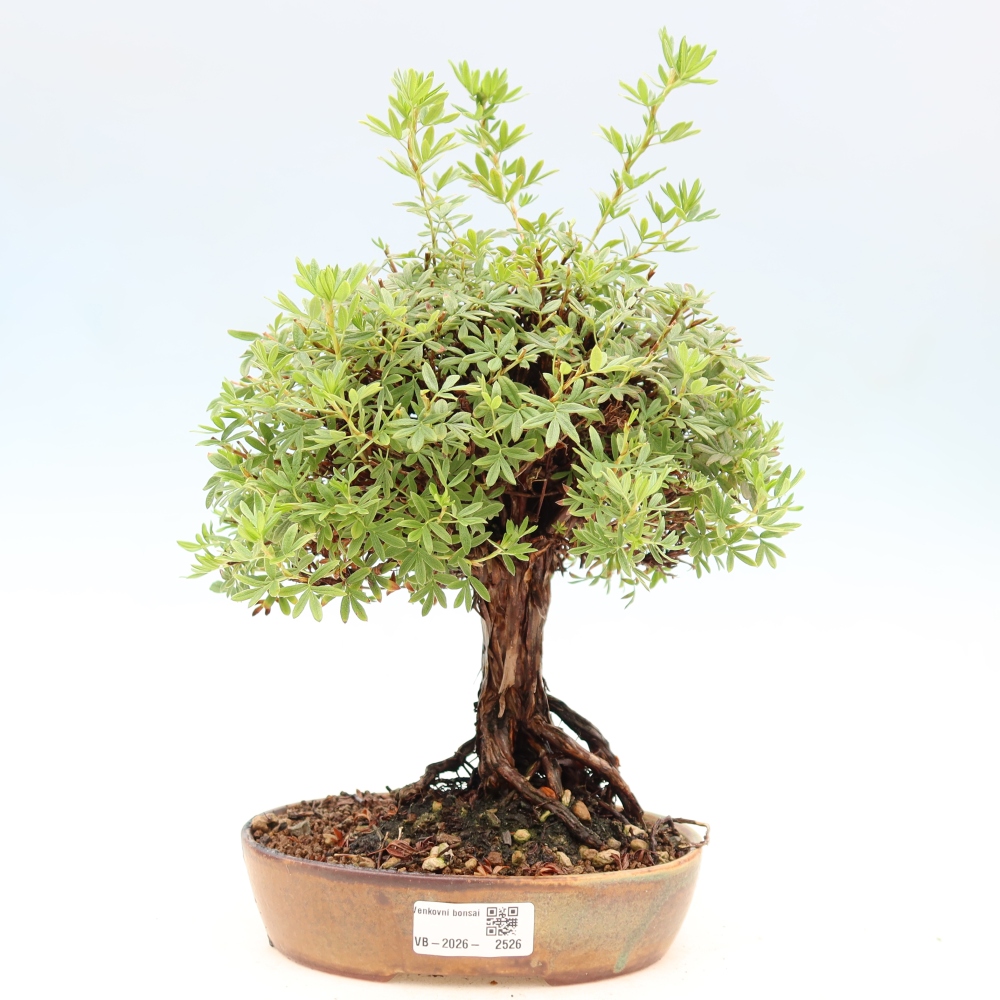 Bonsaï d'extérieur - Potentila fruticosa