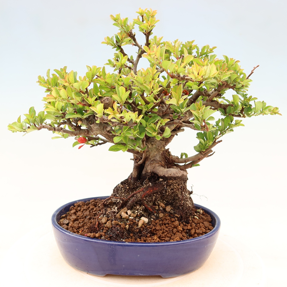Bonsaï d'extérieur - Chaneomeles speciosa Chojubai
