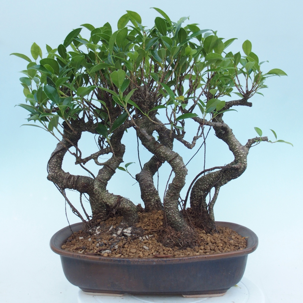 Salle bonsaï - Ficus kimmen - ficus à petites feuilles