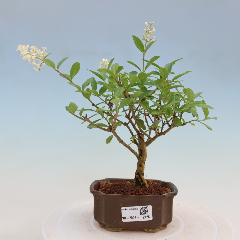 Bonsaï d'extérieur - Ligustrum vulgare - Bec d'oiseau